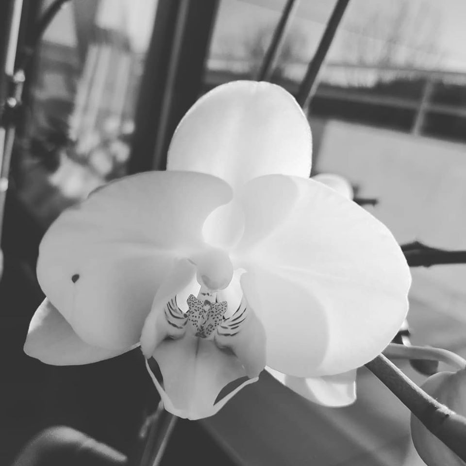 Ramalhete de Flores